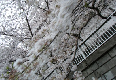 目黒川の桜３